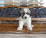 Small #17 Great Pyrenees