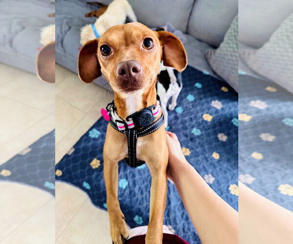 Medium Photo #11 Chiweenie Puppy For Sale in Valrico, FL, USA