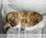 Small Photo #9 Goldendoodle Puppy For Sale in HOWARD CITY, MI, USA