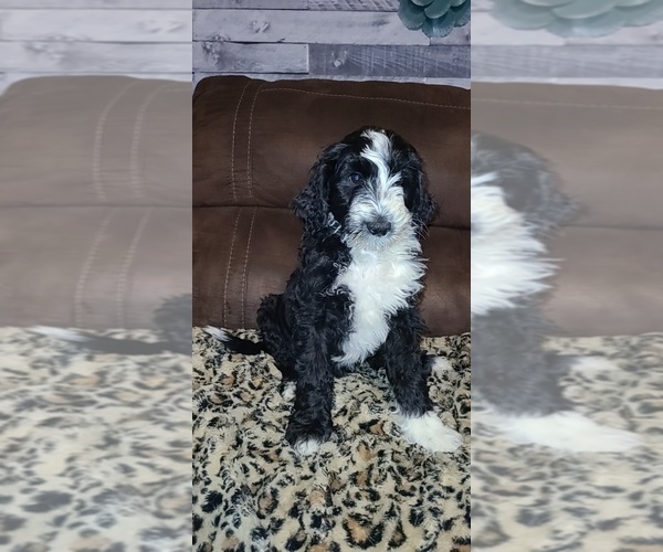 Medium Photo #2 Bernedoodle Puppy For Sale in BELMONT, MS, USA