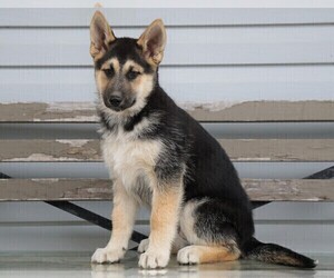 German Shepherd Dog-Siberian Husky Mix Puppy for sale in FREDERICKSBG, OH, USA