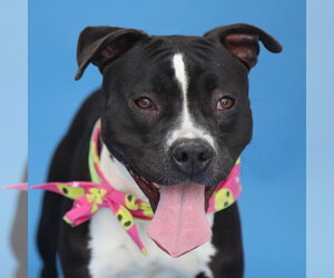 Mutt Dogs for adoption in Pasadena, CA, USA