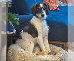 Small #8 German Shorthaired Pointer Mix