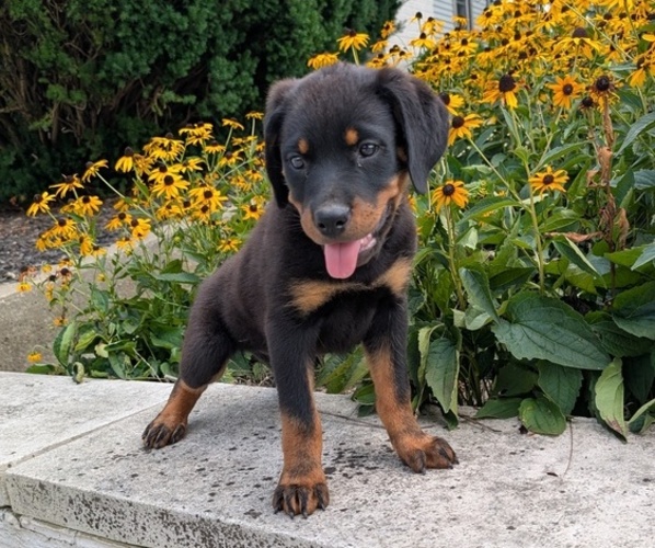 Medium Photo #3 Rottweiler Puppy For Sale in GOSHEN, IN, USA