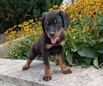 Small #2 Rottweiler