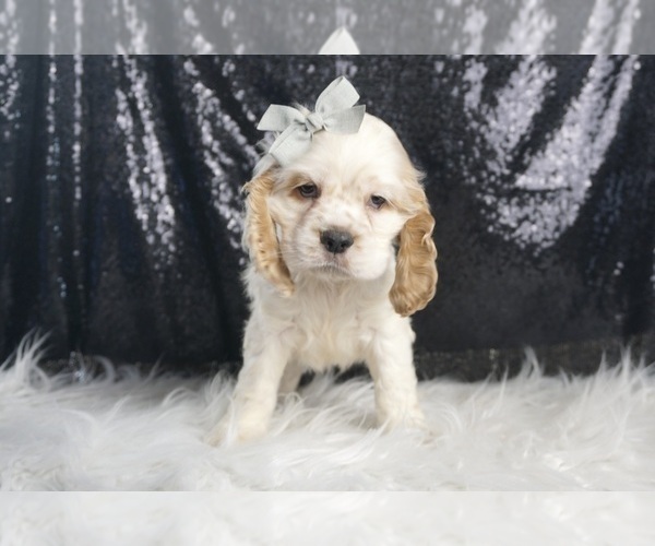 Medium Photo #4 Cocker Spaniel Puppy For Sale in WARSAW, IN, USA