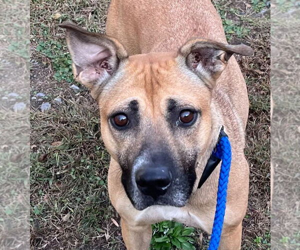 Medium Photo #1 Mutt Puppy For Sale in Tarboro, NC, USA