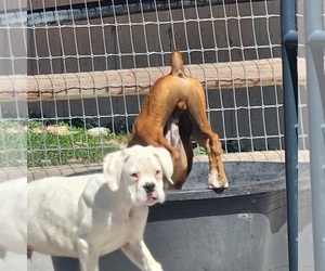 Boxer Puppy for sale in AFTON, WY, USA