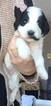 Small Photo #2 Goldendoodle Puppy For Sale in SPRINGFIELD, IL, USA