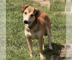 Gerberian Shepsky Dogs for adoption in Conroe, TX, USA