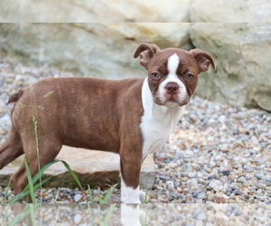 Boston Terrier Puppy for sale in SHILOH, OH, USA