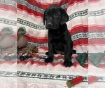 Small Photo #9 Labrador Retriever Puppy For Sale in MERIDEN, KS, USA