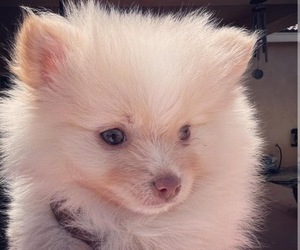 Pomeranian Puppy for Sale in HESPERIA, California USA