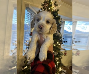 Cocker Spaniel Puppy for sale in POUNDING MILL, VA, USA