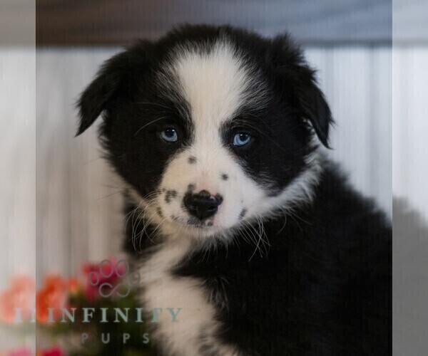 Medium Photo #1 Miniature Australian Shepherd Puppy For Sale in REBERSBURG, PA, USA