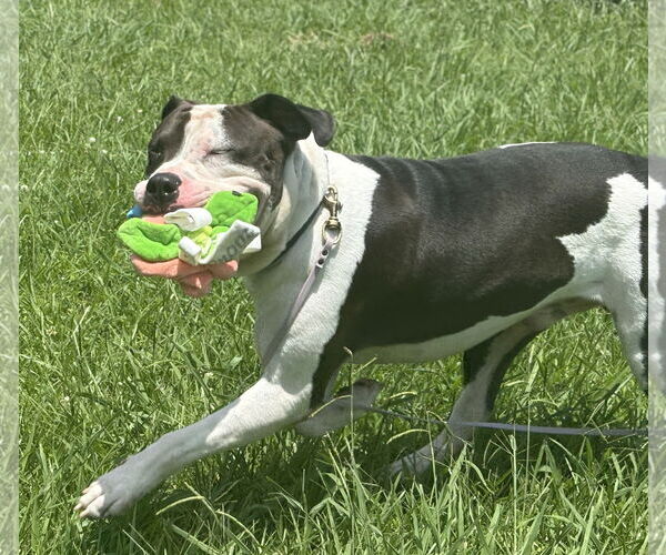 Medium Photo #2 American Pit Bull Terrier-Unknown Mix Puppy For Sale in Virginia Beach, VA, USA