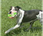 Small #1 American Pit Bull Terrier Mix