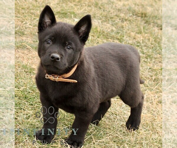 Medium Photo #3 Belgian Malinois Puppy For Sale in STRASBURG, PA, USA