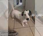Small #6 Basset Hound Mix
