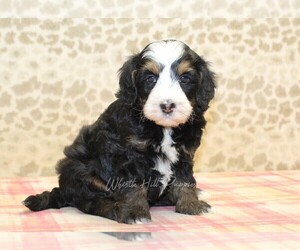 Miniature Bernedoodle Puppy for sale in DENVER, PA, USA