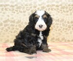 Small Miniature Bernedoodle