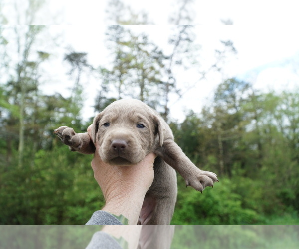 Medium Photo #8 Labrador Retriever Puppy For Sale in GREENEVILLE, TN, USA