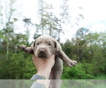 Small Photo #8 Labrador Retriever Puppy For Sale in GREENEVILLE, TN, USA