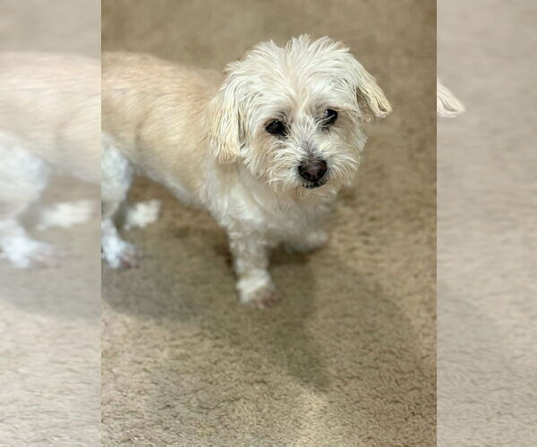 Medium Photo #2 Mutt Puppy For Sale in New London, WI, USA