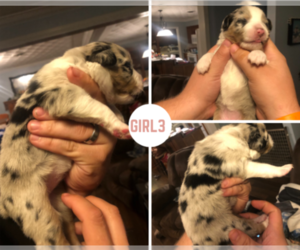 Australian Shepherd Puppy for sale in CANEYVILLE, KY, USA