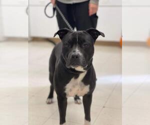 Mutt Dogs for adoption in Front Royal, VA, USA