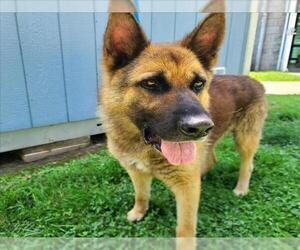 German Shepherd Dog Dogs for adoption in Long Beach, CA, USA