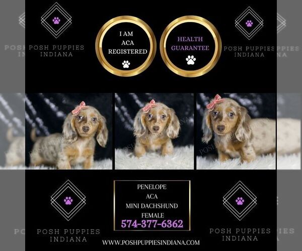 Medium Photo #2 Dachshund Puppy For Sale in WARSAW, IN, USA