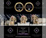 Small #1 Dachshund