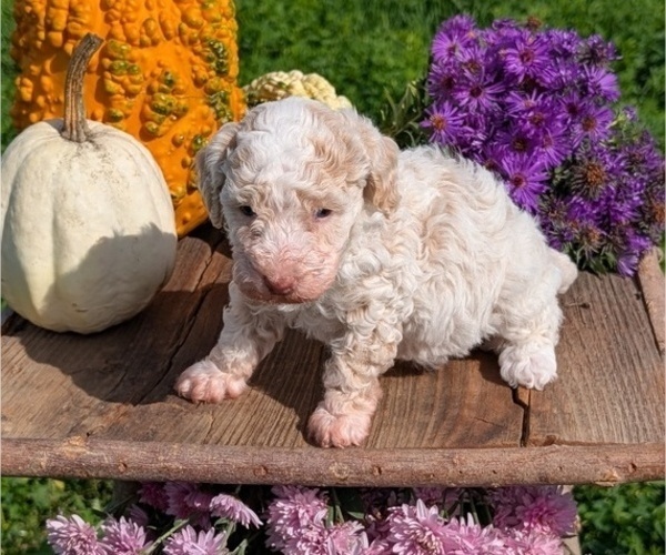 Medium Photo #2 Poodle (Toy) Puppy For Sale in GOSHEN, IN, USA