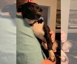 Small Photo #2 Chiweenie Puppy For Sale in Spring Lake, NC, USA