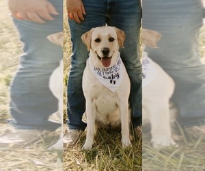 Mother of the Labrador Retriever puppies born on 08/30/2026