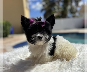 Yorkshire Terrier Puppy for sale in CHARLOTTE, NC, USA