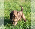 Small Photo #3 Goldendoodle Puppy For Sale in HOWARD CITY, MI, USA