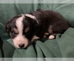 Small Photo #6 Australian Shepherd Puppy For Sale in MARATHON, IA, USA