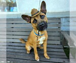 Small Cardigan Welsh Corgi-German Shepherd Dog Mix
