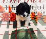 Puppy 3 Cavapoo