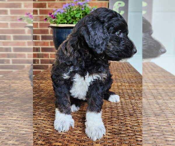 Medium Photo #6 Aussiedoodle Puppy For Sale in COLUMBIA, TN, USA