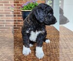 Small #5 Aussiedoodle