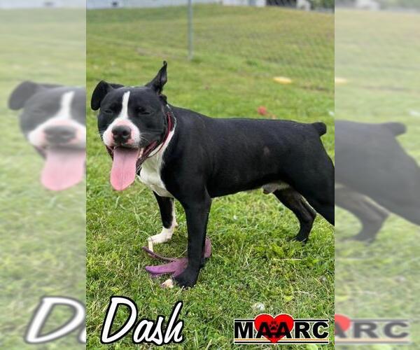 Medium Photo #3 American Staffordshire Terrier-Unknown Mix Puppy For Sale in Maryville, TN, USA