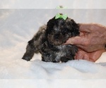 Small #5 ShihPoo