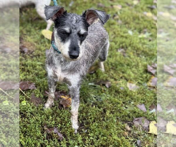 Medium Photo #3 Mutt Puppy For Sale in Elmsford, NY, USA