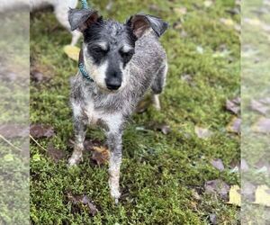 Crane - Male Mutt Dog for Adoption - Photo #3