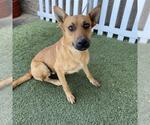 Small German Shepherd Dog Mix