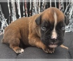 Image preview for Ad Listing. Nickname: AKC Austin