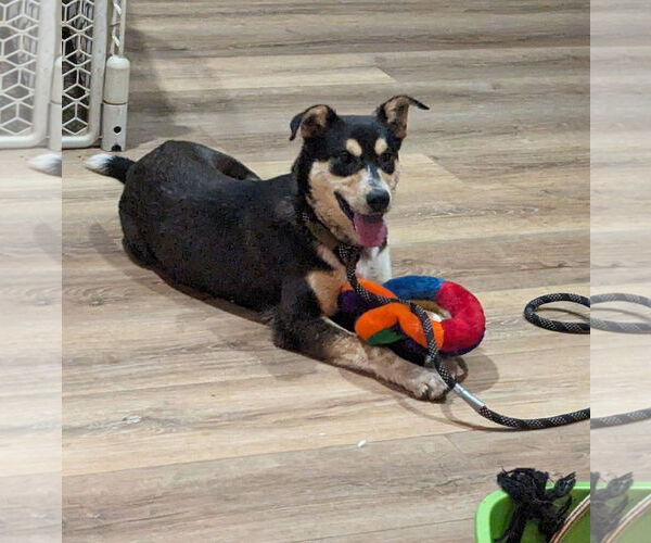 Medium Photo #8 German Shepherd Dog-Unknown Mix Puppy For Sale in Cookeville, TN, USA